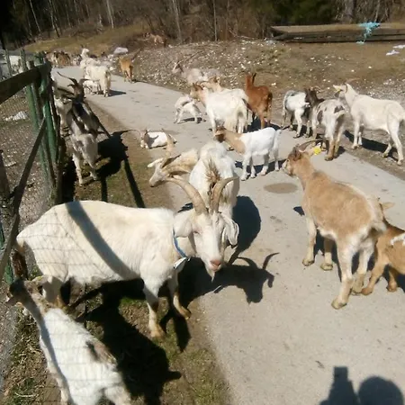 Tubej Turist Farm - Wooden Hayloft Luxusní stan Bohinjska Bistrica